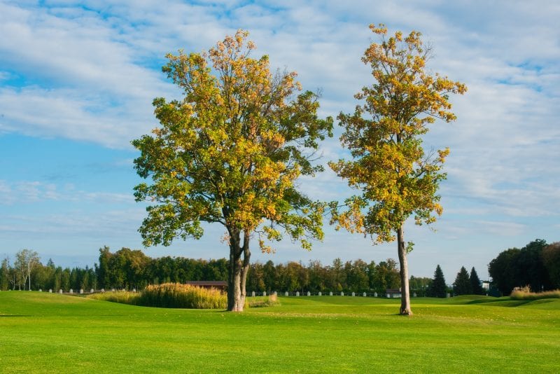 beautiful sunny day and trees at the golf course