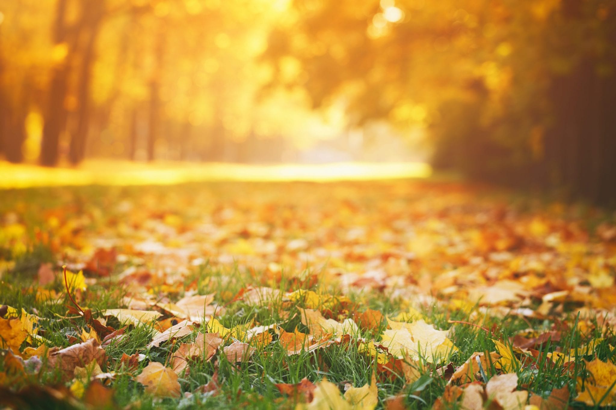 leaves on the grass with sun shining on them