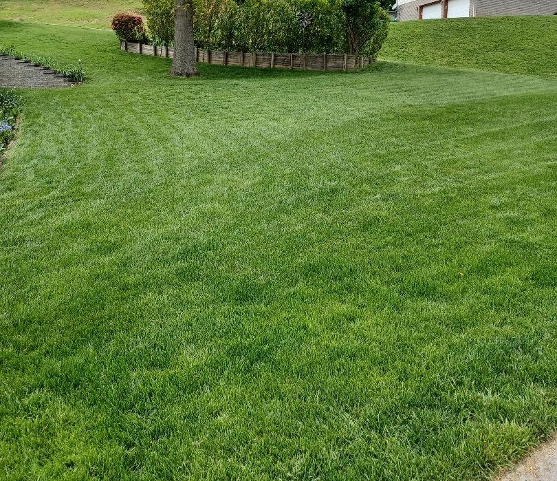 Lawn recovered after armyworm devastation.