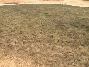 close-up of brown grass