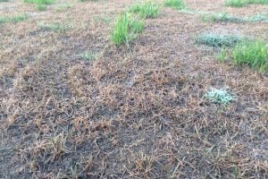 close-up of brown grass and weeds