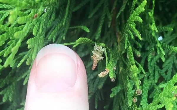 close up of a bagworm
