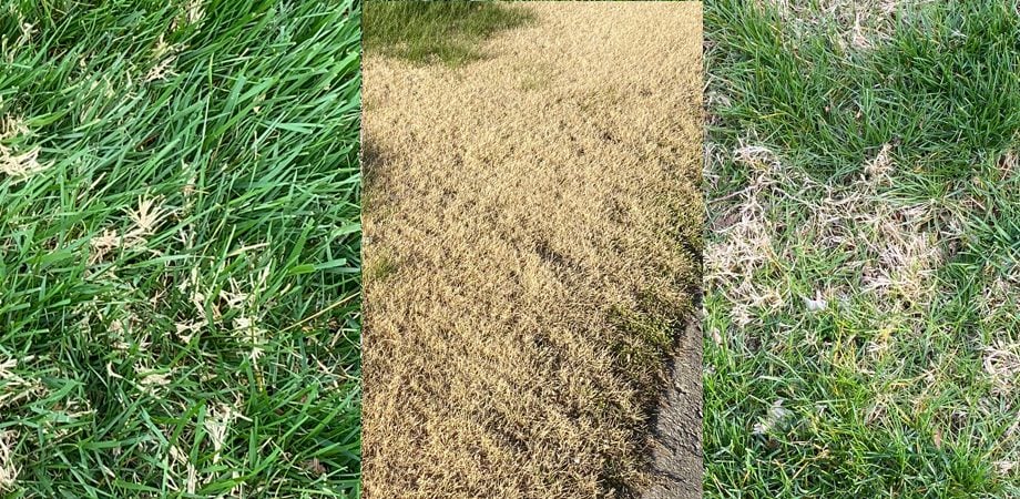 bermuda zoysia nimblewill