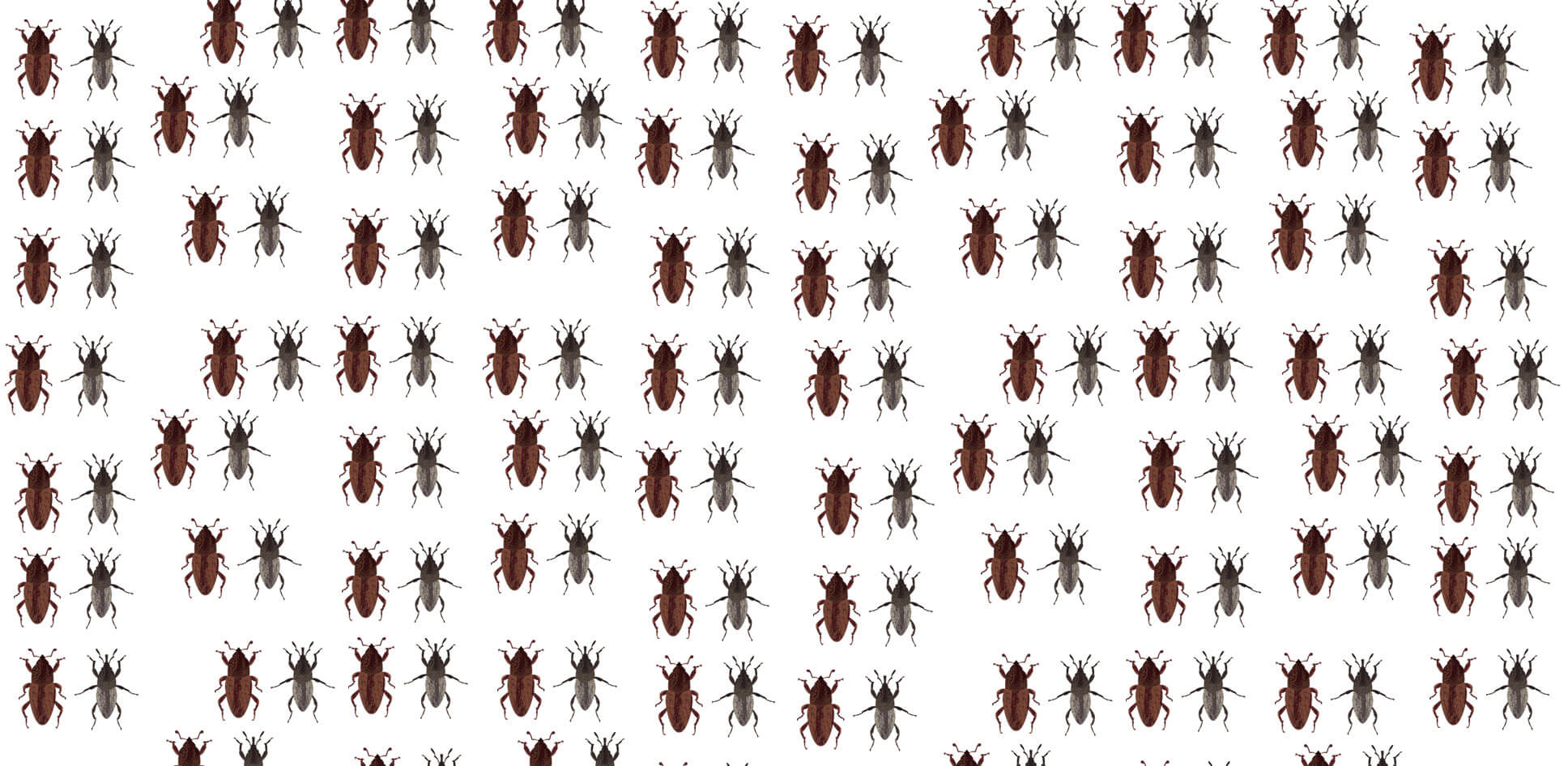 multiple billbugs