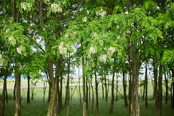 close up of blooming black locusts