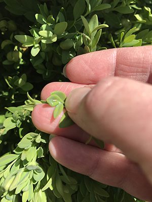 close up of boxwood psyllids