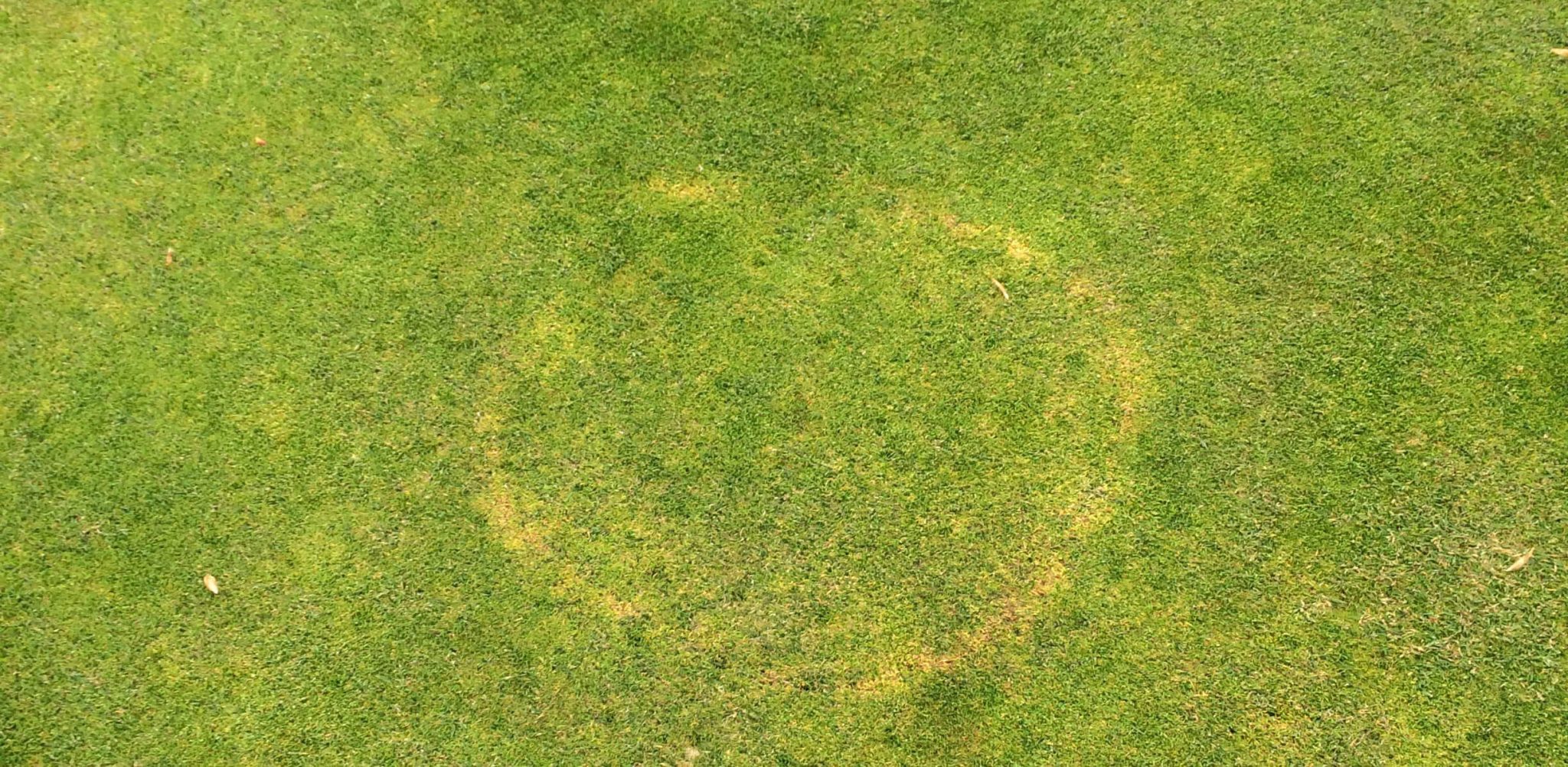 Brown Ring Patch on field