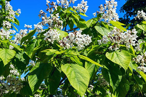 close up of catalpa