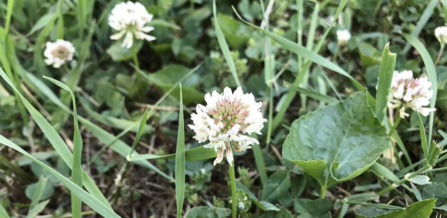 close up of a flower in the grass