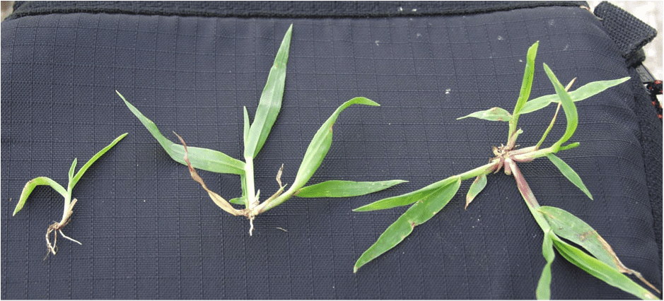 Crab Grass Tiller