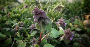 close-up of purple deadnettle