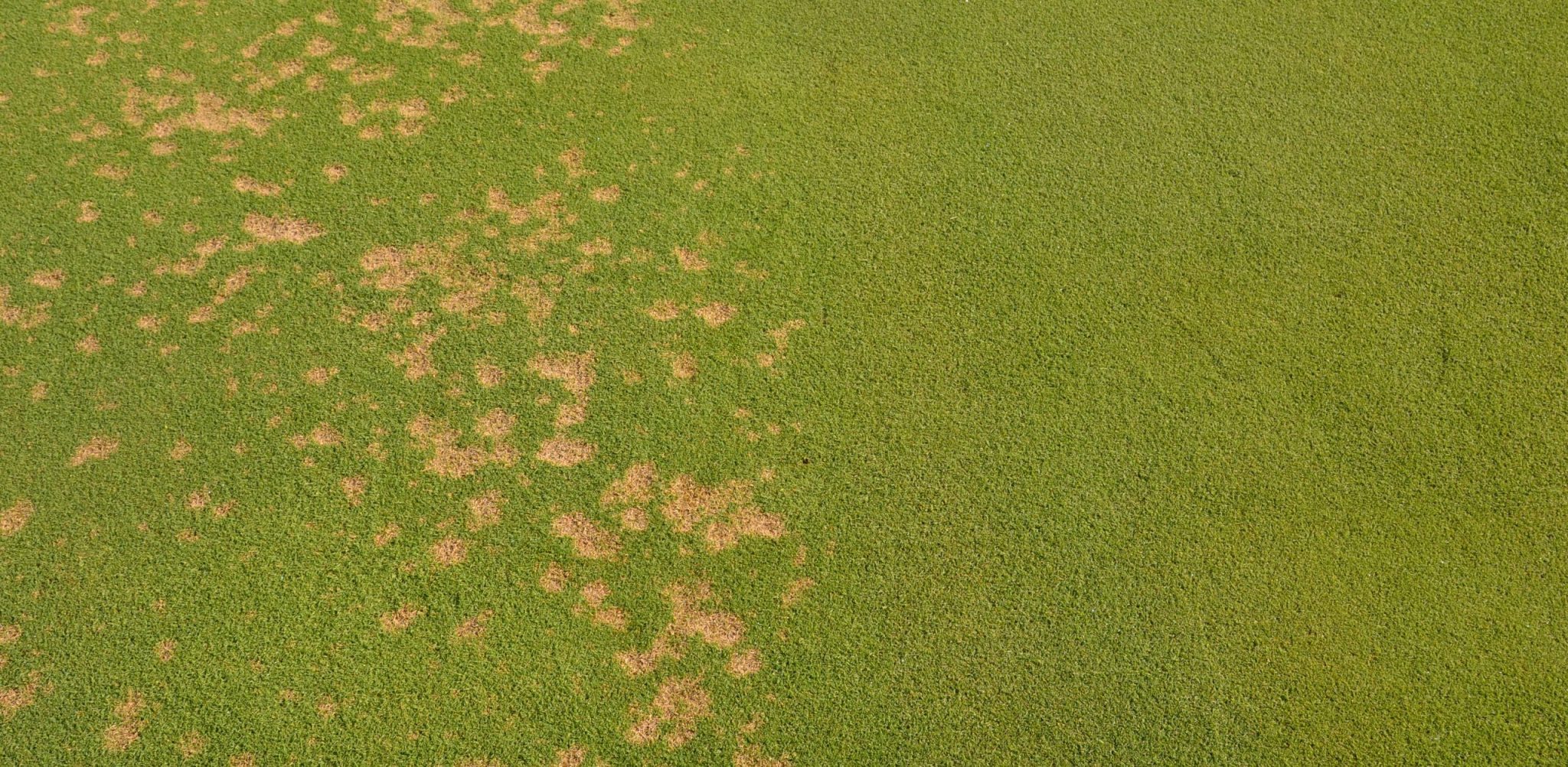 dollar spot