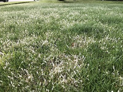 close-up of webs in the grass
