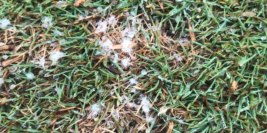 close-up of dollar spot
