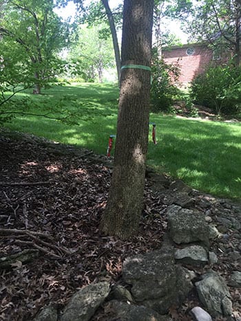 two packets of bandt entree sticking into a tree