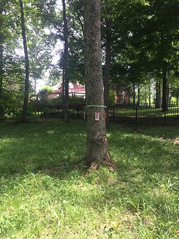 close-up of multiple bandt entree packets sticking into a tree