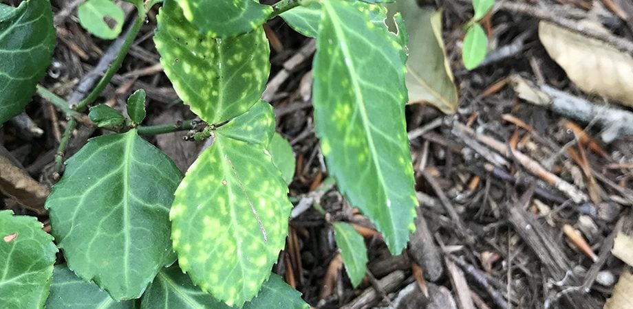 close up of euonymus