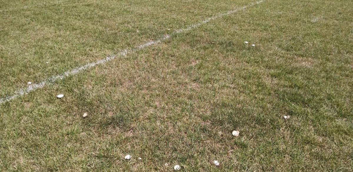Fairy ring on field
