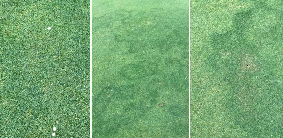 collage of three different portraits of fairy ring