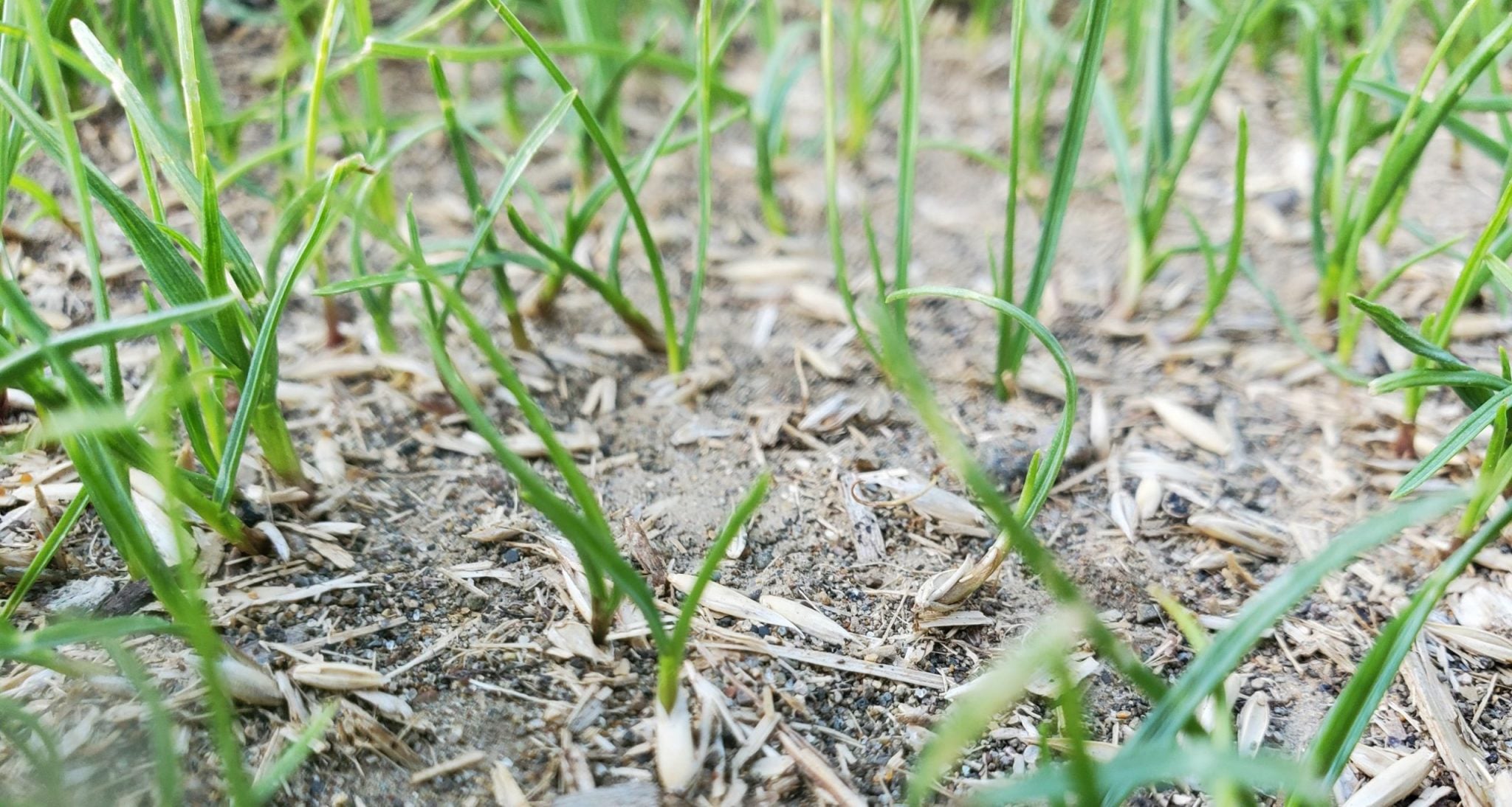 germinating seed