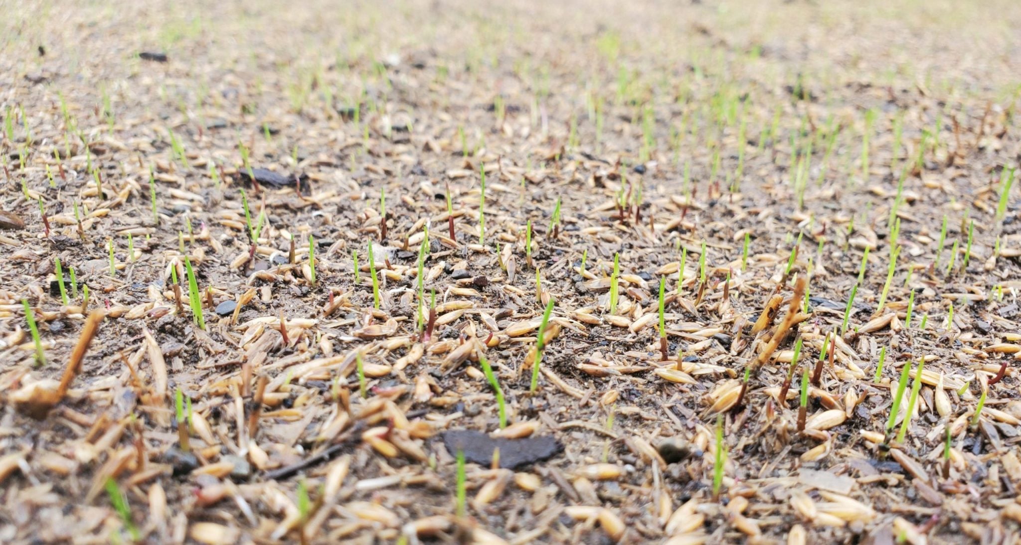 germinating seed