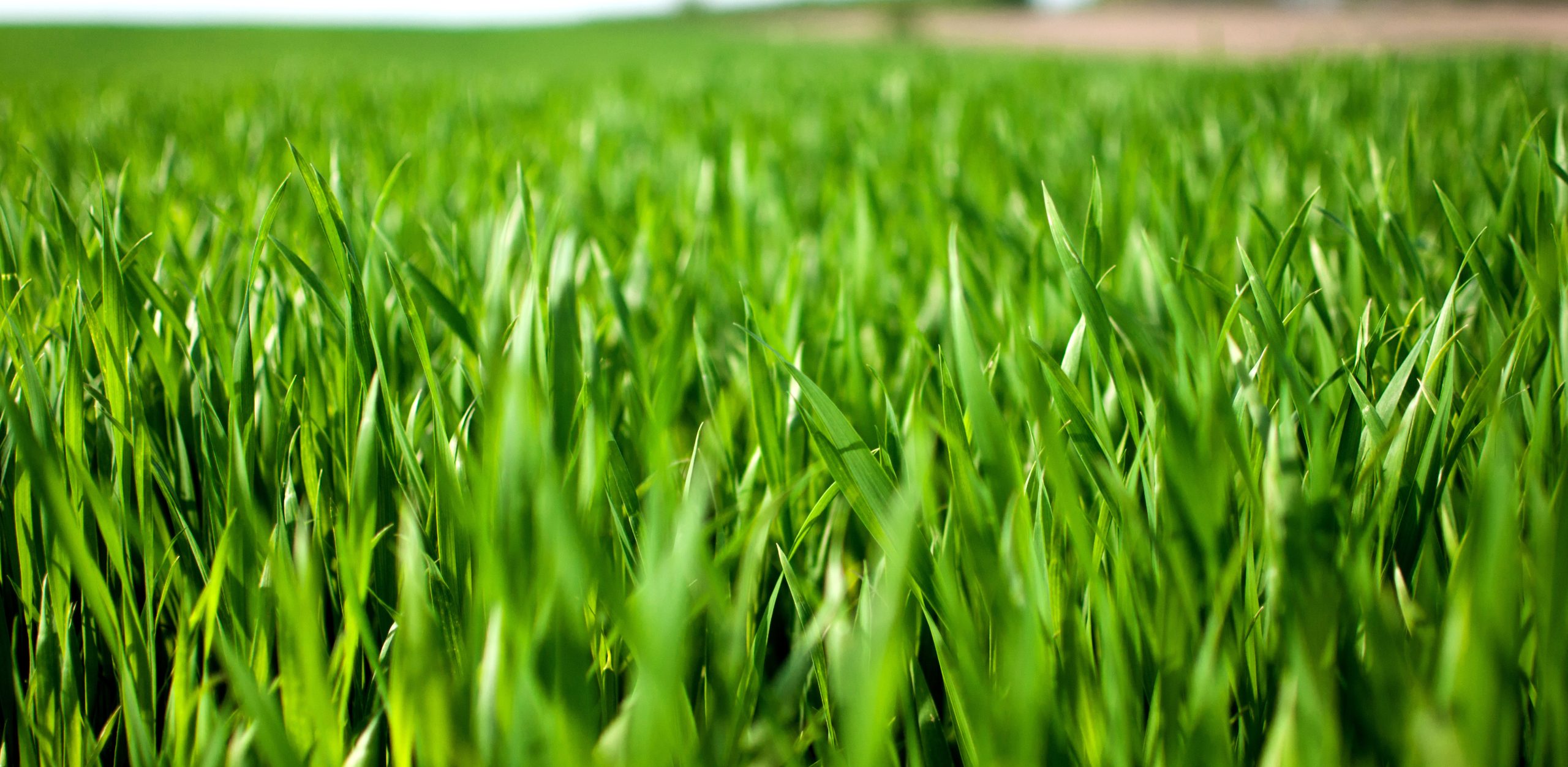 grass field