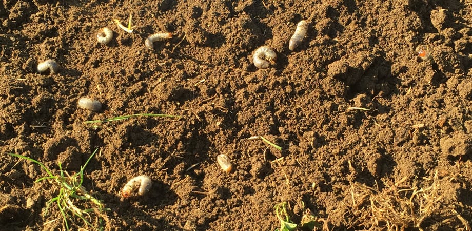 grubs damage in the dirt