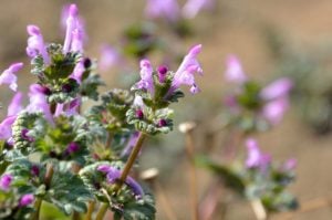 henbit flowers close-up