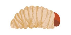 billbug larva close-up illustration