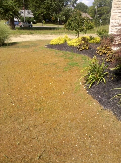 Pythium in Custom Lawn