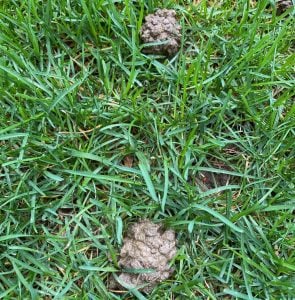 close-up of cicadas in grass