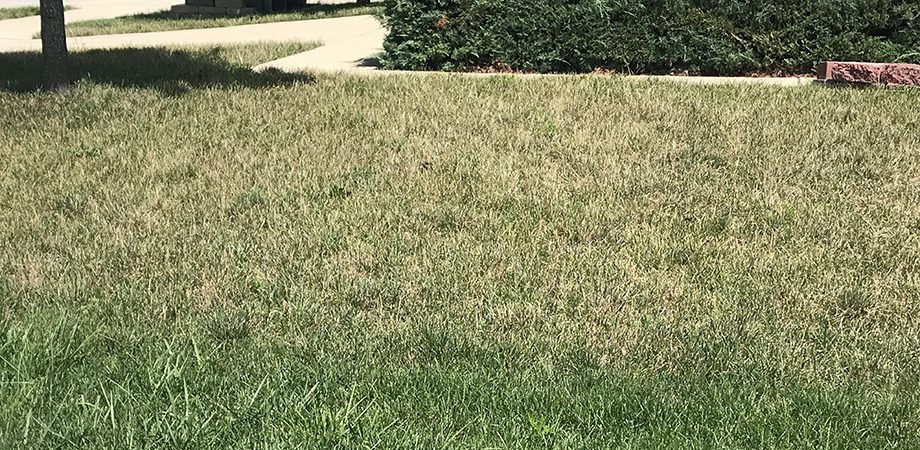 summer stress to grass