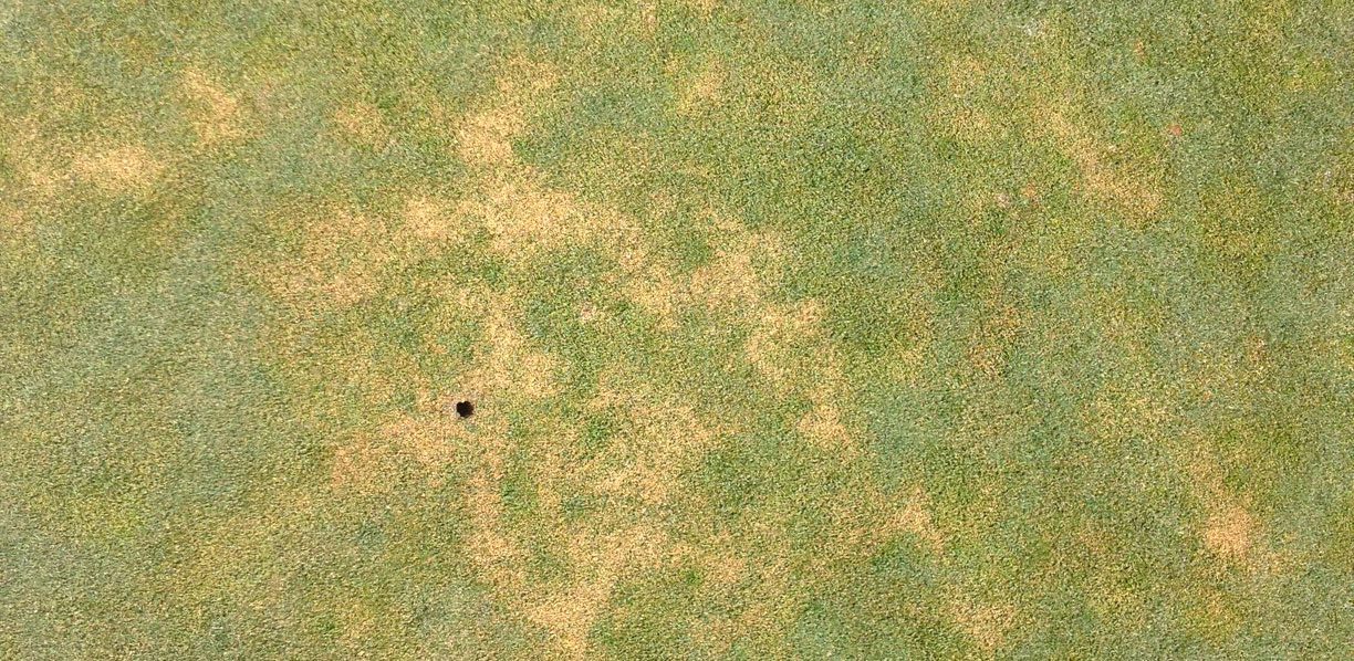 Localized Dry Spot on grass