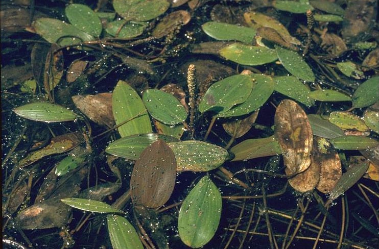 Pondweed Broad-leaved