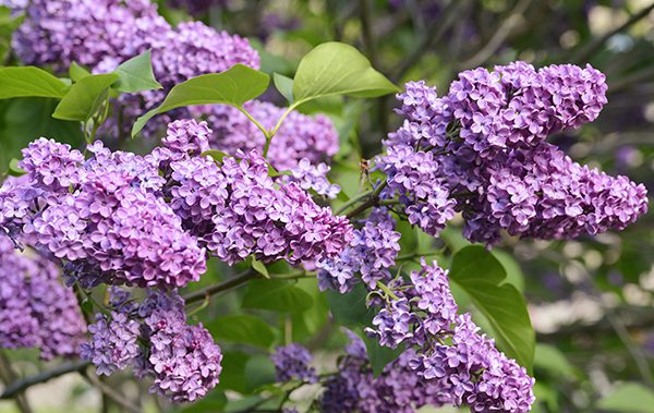 close up of purple flowers