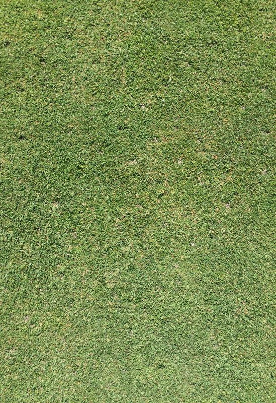 close-up of grass in the spring time