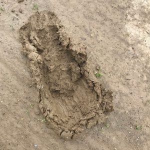 close-up of print in mud mix on field 