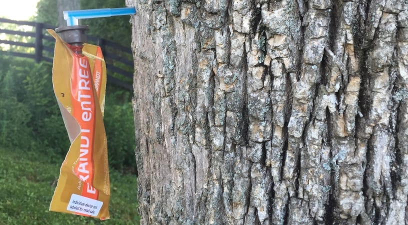 Brandt entree packet sticking into tree