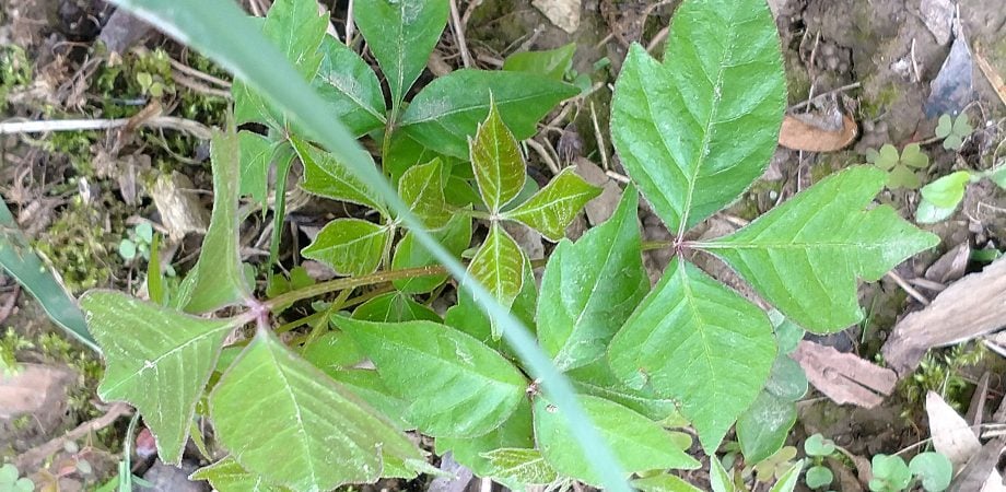 poison ivy close-up.