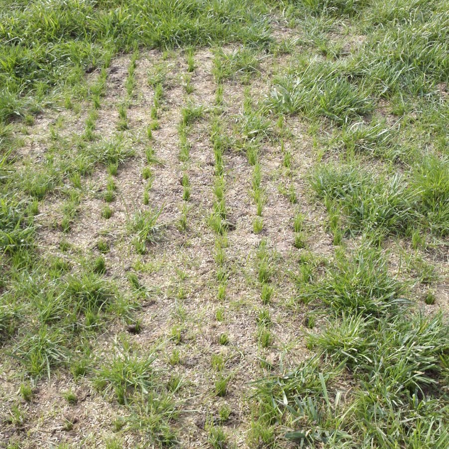 Overseeding