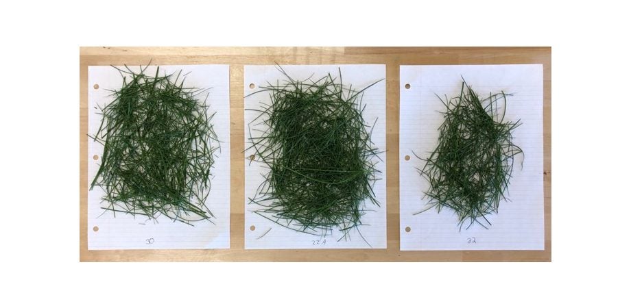 three different grass samples