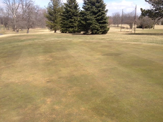 Grassland after