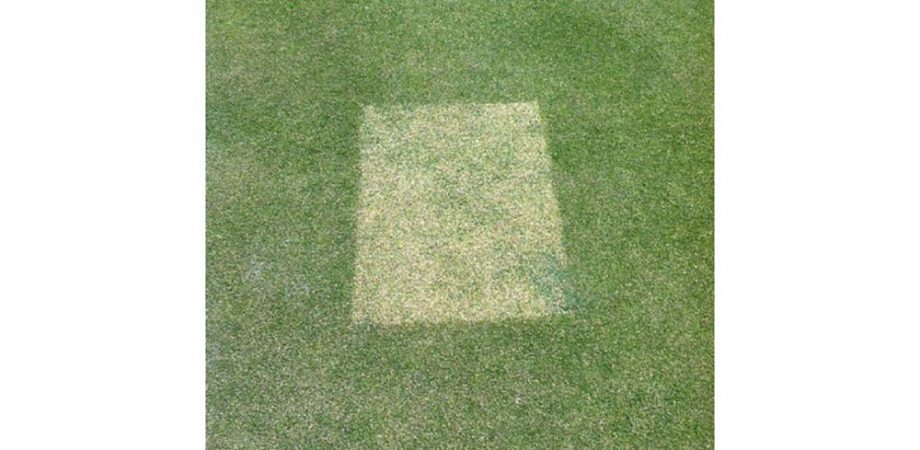 Poa seedhead emergence