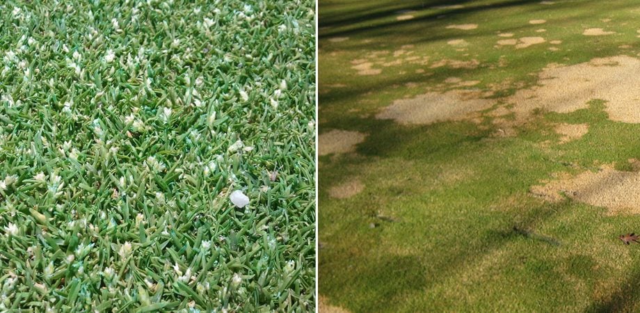poa snow mold