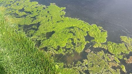 close-up up of algae in pond