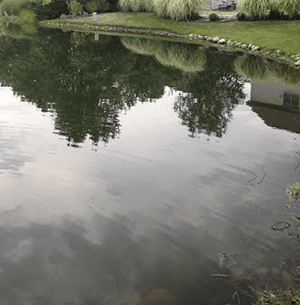 The Pond Program