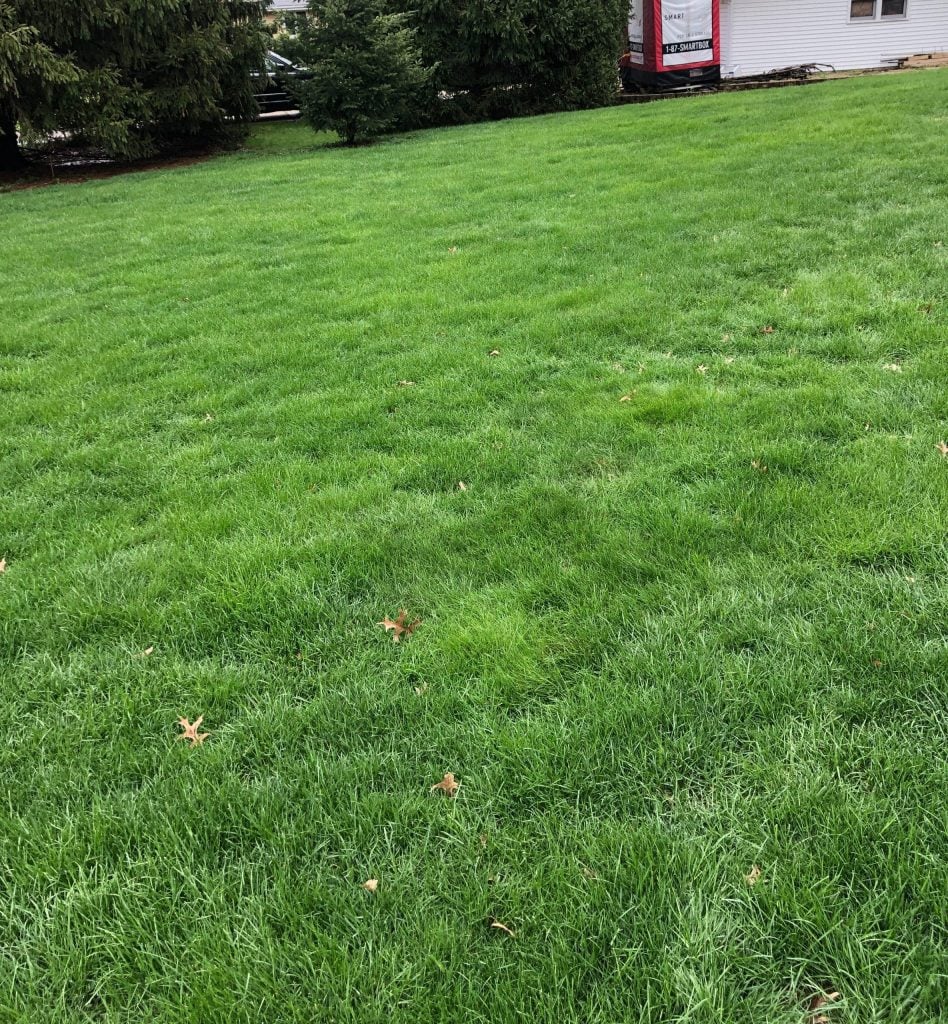 Fresh Grass