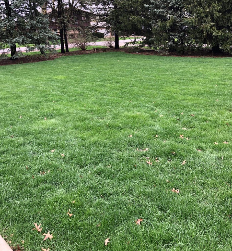 Fresh Lawn