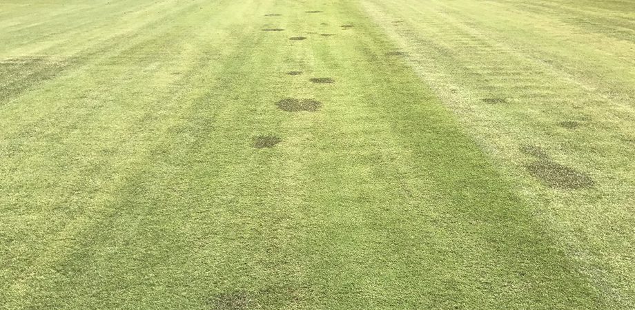 close up of grass with dark patches