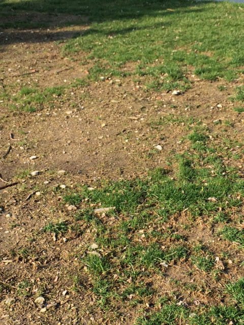 dry soil